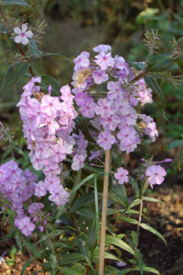 DSC_0339.jpg