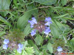 DSC00083.JPG