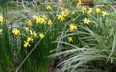 narcissus_no-name.jpg