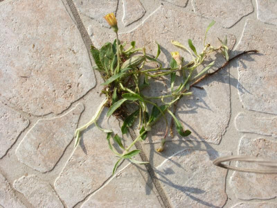 SN851506.JPG