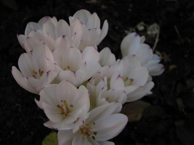 colchicum byz.innocence-2010.1.11 038 (3).jpg