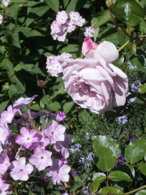 DSCN7730v.JPG