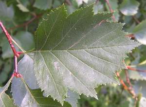 crataegus_31.jpg