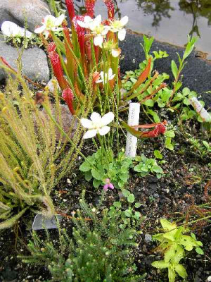 8.8.06._Parnassia_palustris_K_005.JPG
