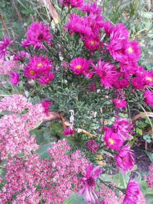 Aster und Fetthenne.jpg
