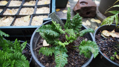 Polystichum setiferum 'Congestum' PA060111.JPG