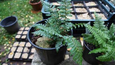 Polystichum x dycei PA060113.JPG