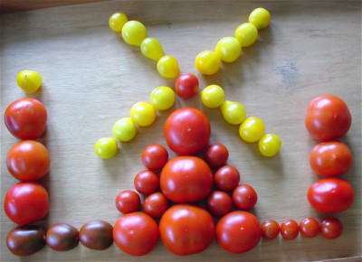 _Diverse_Tomaten_Eigene_Ernte01.jpg