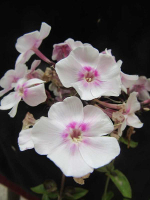 Phlox als Europa 1.jpg