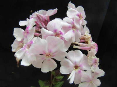 Phlox als Europa 2.jpg