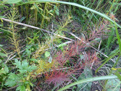 2015-10-06 Amsonia hubrichtii.jpg