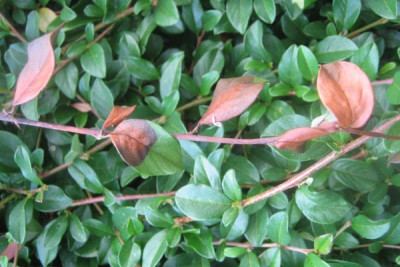 Cotoneaster_2_30351.jpg