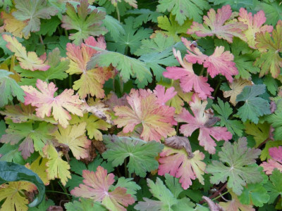 2015-10-06 Geranium 'Bevan'.jpg