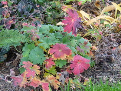 2015-10-06 Geranium wlassovianum.jpg