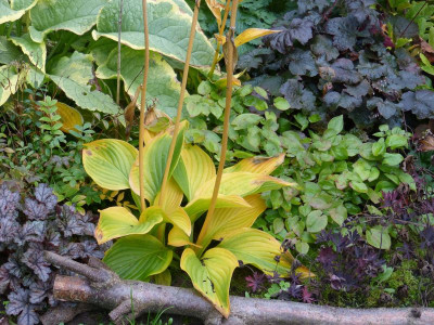 2015-10-06 Hosta 'Heideturm'.jpg