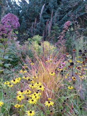 2015-10-06 Miscanthus purpurascens.jpg