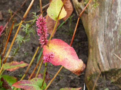 2015-10-06 Persicaria.jpg
