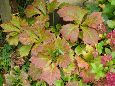 2015-10-06 Rodgersia podophyllum 'Rotlaub'.jpg