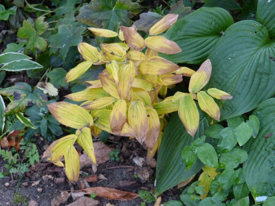 2015-10-06 Uvularia.jpg