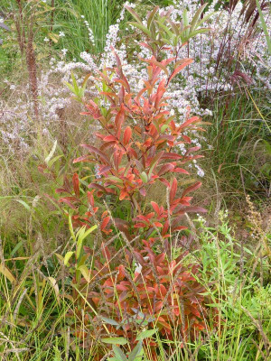 2015-10-06 Lindera angustifolia.jpg