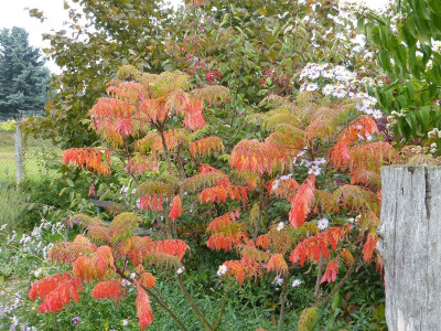 2015-10-06 Rhus typhina 'Dissecta'.jpg