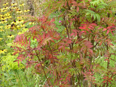2015-10-06 Sorbus 'Autumn Spire'.jpg