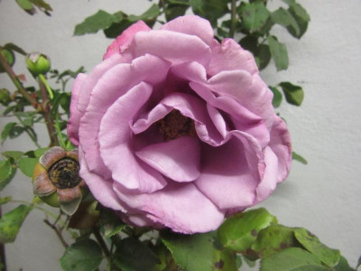 Rose evt MF 1.jpg