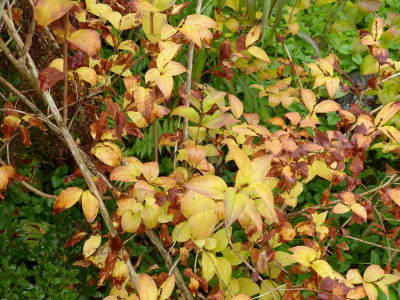 2015-10-06 Abeliophyllum distichum.jpg