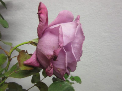Rose evt MF 2.jpg