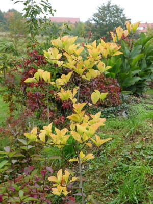 2015-10-06 Crataegus viridis 'Winter King'.jpg