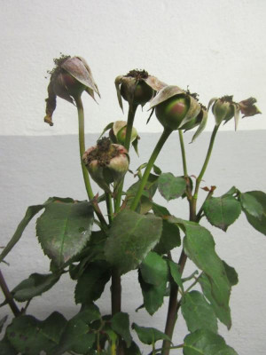 rose evt MF 3.jpg