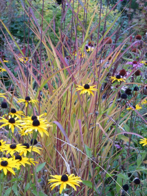 2015-10-06 Gartenimpressionen 3.jpg