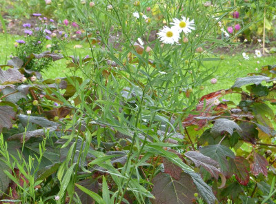 2015-10-06 Boltonia 'Snowbanks'.jpg