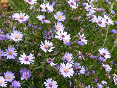 2015-10-06 Aster cordifolius 'Little Carlow'.jpg