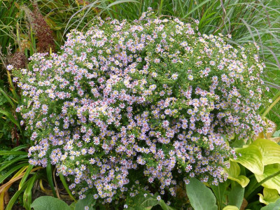 2015-10-06 Aster vimineus 'Lovely' 1.jpg