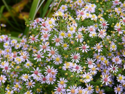2015-10-06 Aster vimineus 'Lovely' 2.jpg