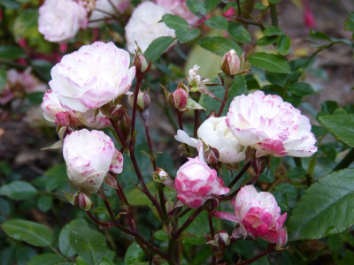 2015-10-06 Rosen 'Green Diamond'.jpg