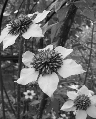 CLEM_SW_MI_0908_III.jpg