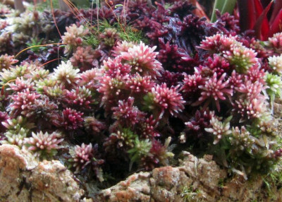 sphagnum-verrückt.jpg