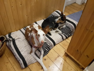Luna und Kibo 1. Abend.jpg