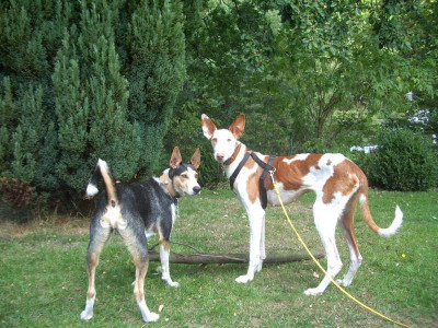 Luna und Kibo Garten.jpg