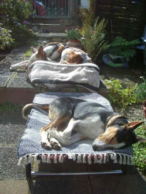 Luna und Kibo Vorgarten.jpg