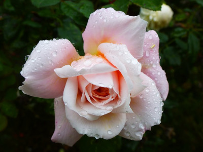 crocus-rose.jpg