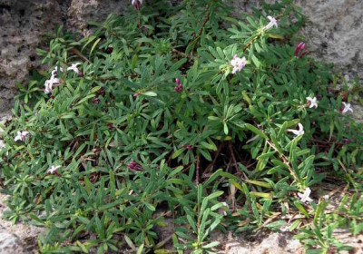 Daphne_petraea_x_jasmineum_Kilmeston_2006-08-09.JPG