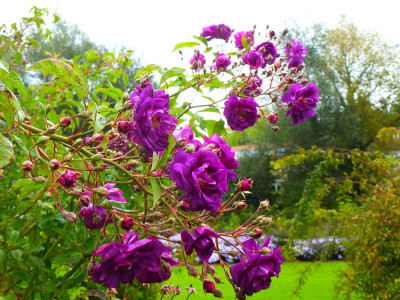 purple_skyliner.jpg