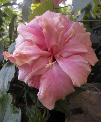 IMG_6495 Classic Rosa.jpg