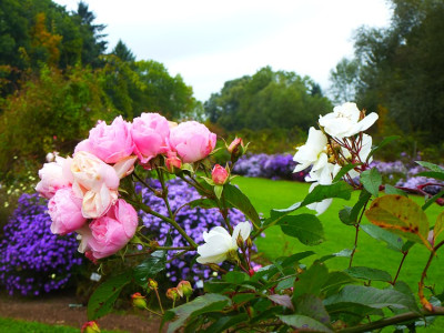 bouquet_parfait-darlows.jpg