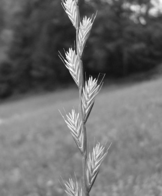 GRAS_SW_FR_2807_I.jpg