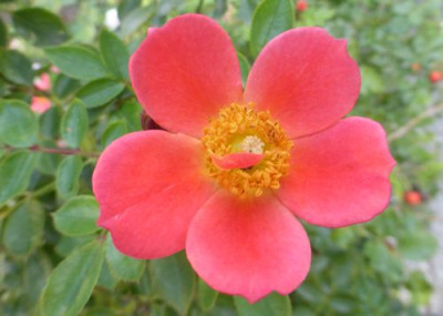 rose_herbst.jpg