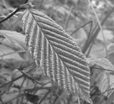 BLATT_SW_MI_0908_I.jpg
